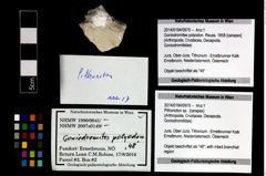 Foto (Objekt + Etikett) von Pithonoton sp.  (NHMW-GEO-2014-0194-0970)